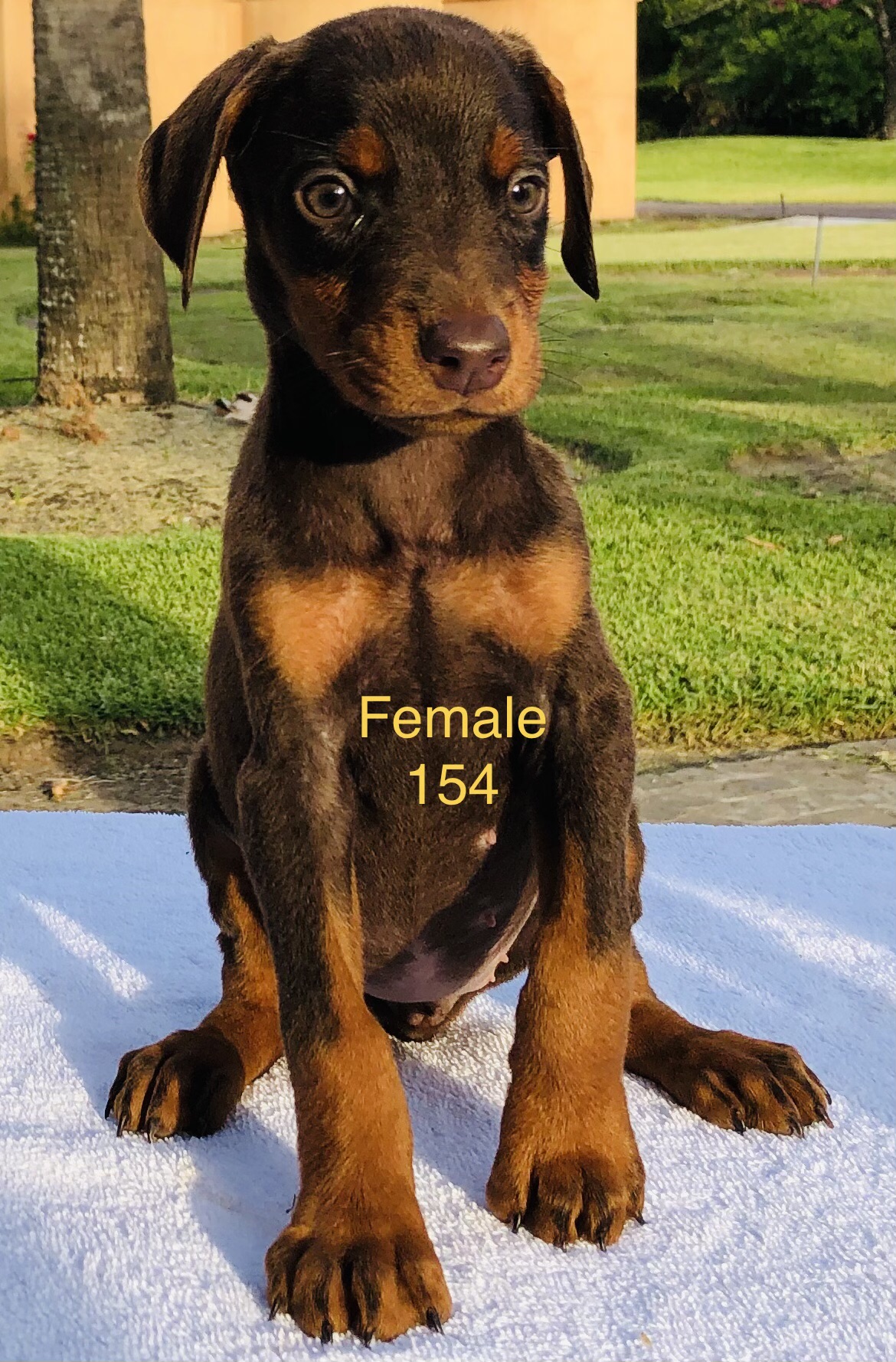 Aria Dobermans Female 154 2022